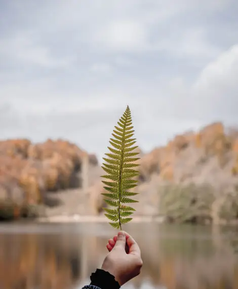 Leaf